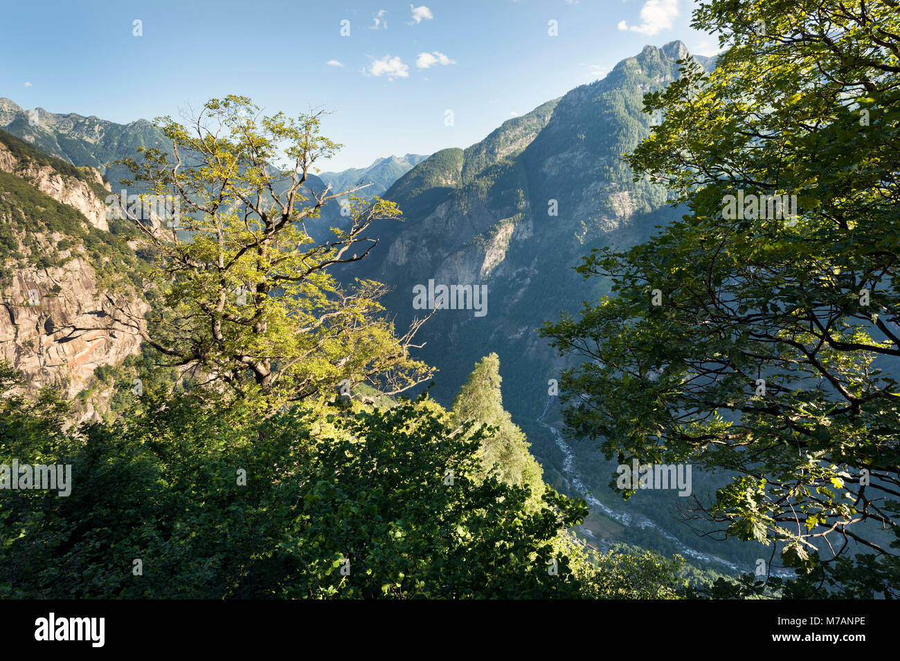 Blick auf das Val Bavona Tal mit alten Eichen, Tessin, Schweiz Stockfoto