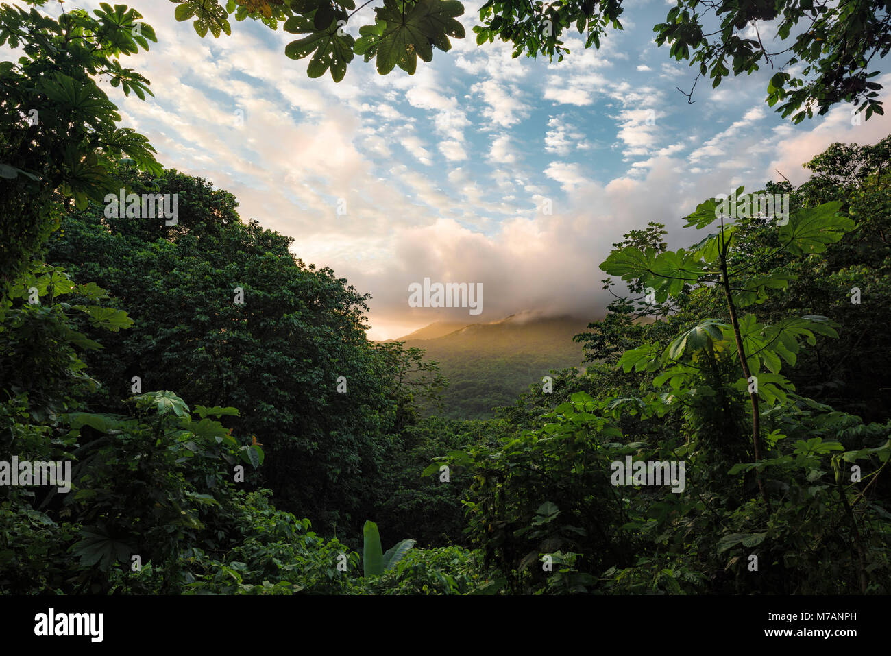 Blick von der Yunque Regenwald gegen die grünen Berge von Puerto Rico in der warmen Sunrise Stockfoto