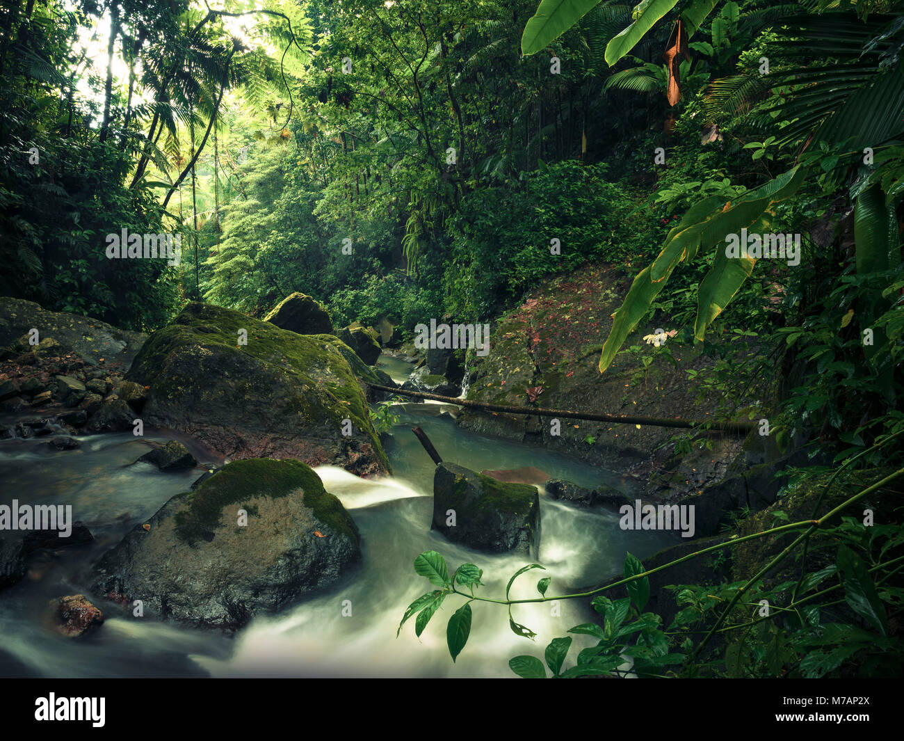 Jungle Szene auf der karibischen Insel Stockfoto