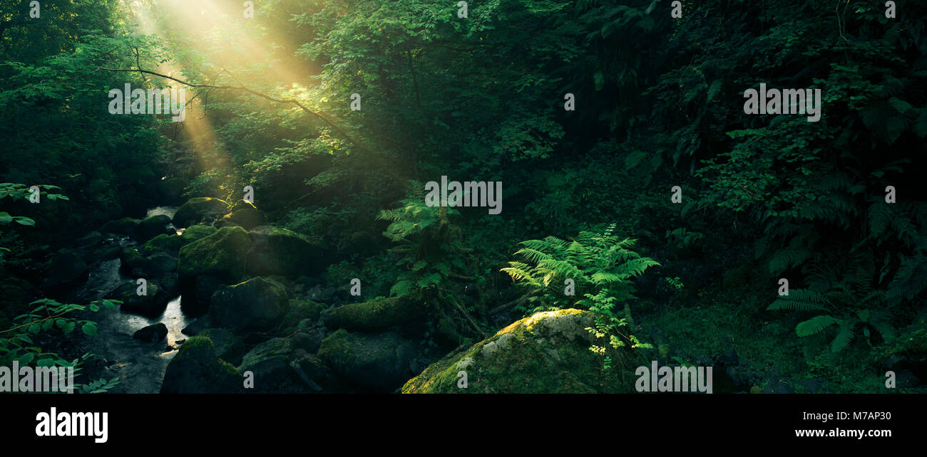 Wald mit Wasserlauf und Strahlen Gottes in die Ritze fällt, Antrim, Nordirland Stockfoto