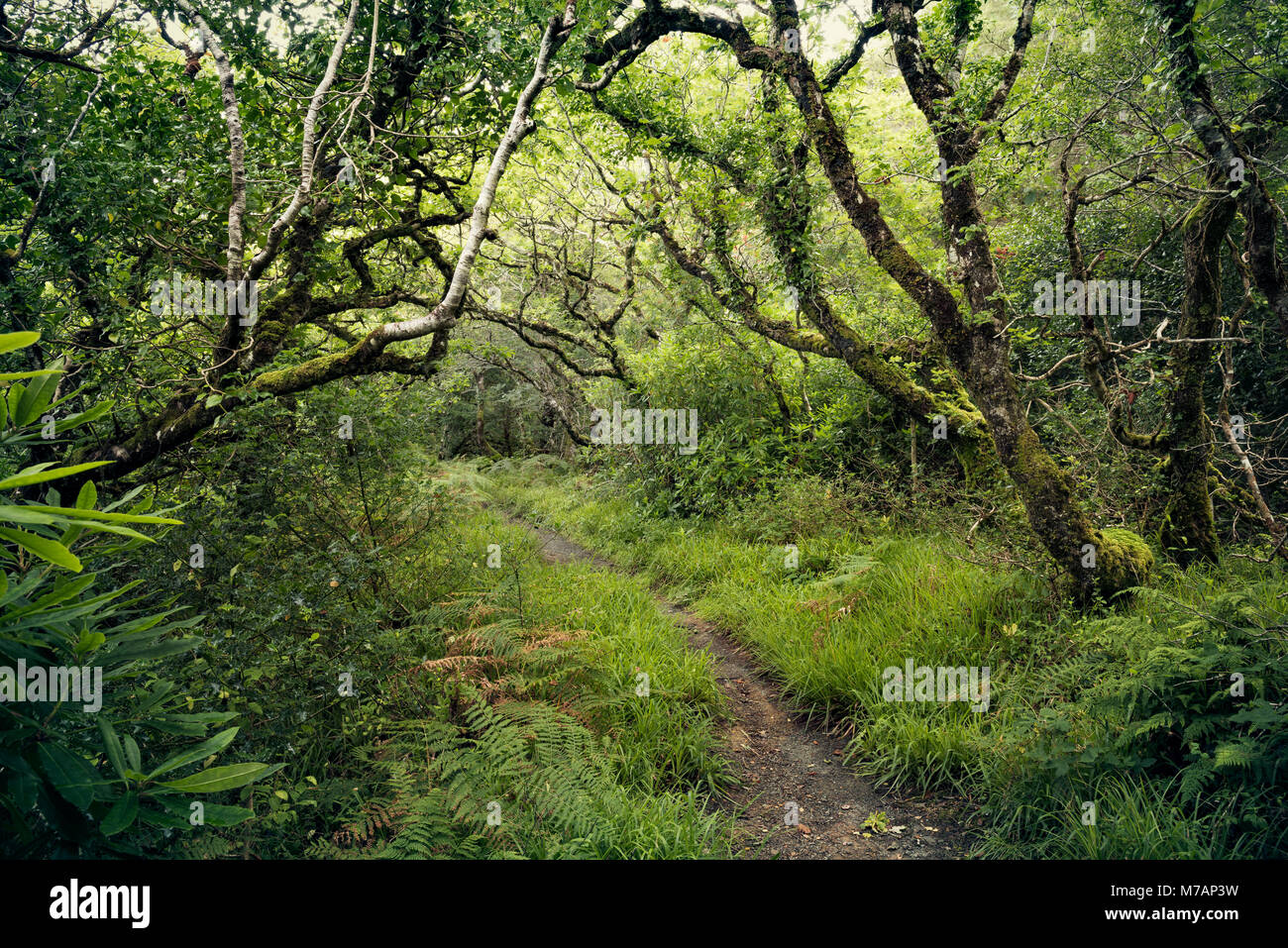 Kleine Eichenallee im Norden Irlands mit einem kleinen Waldweg in der üppig grünen Stockfoto