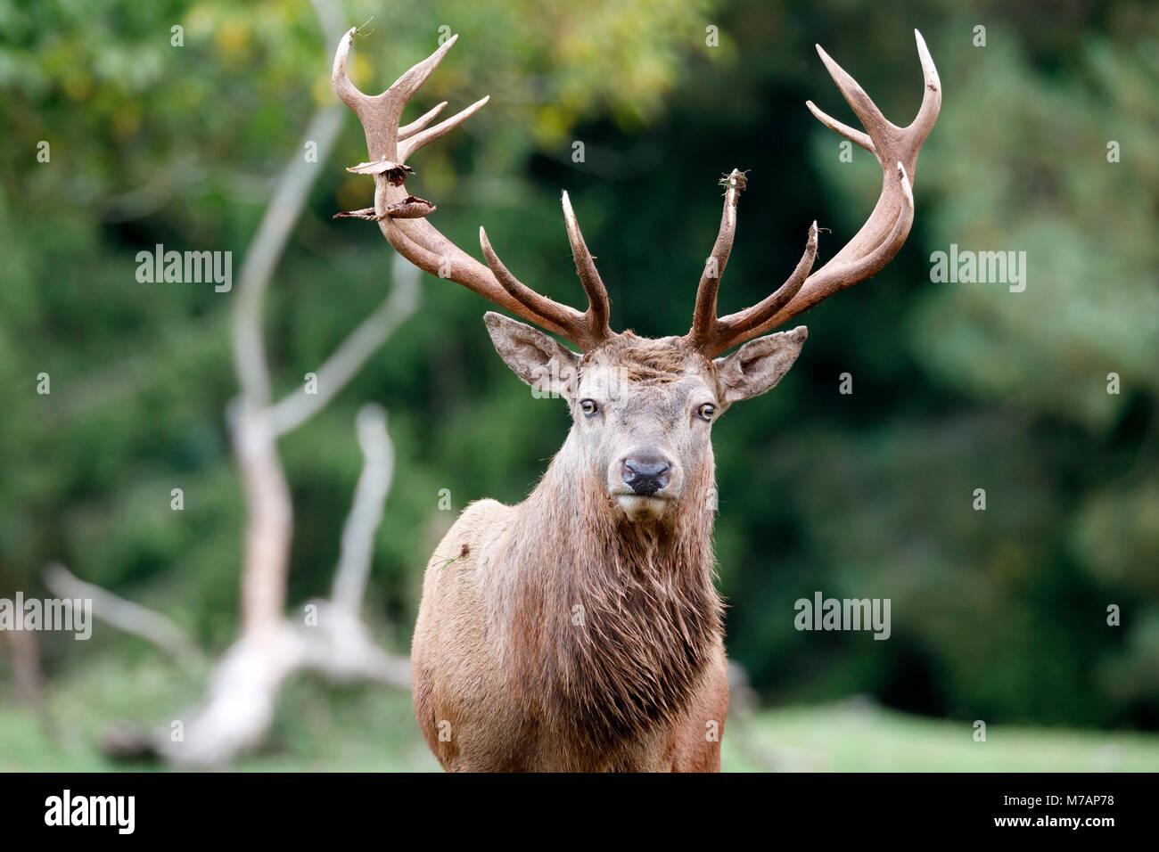 Red Deer (Cervus elaphus), Hirsche, Captive, Deutschland, Porträt, Stockfoto