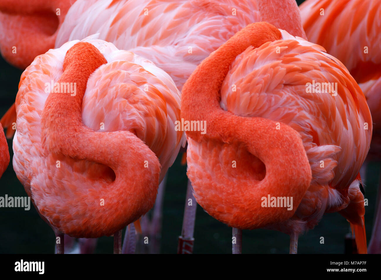 Amerikanische Flamingos (Phoenicopterus ruber), Captive, Stockfoto