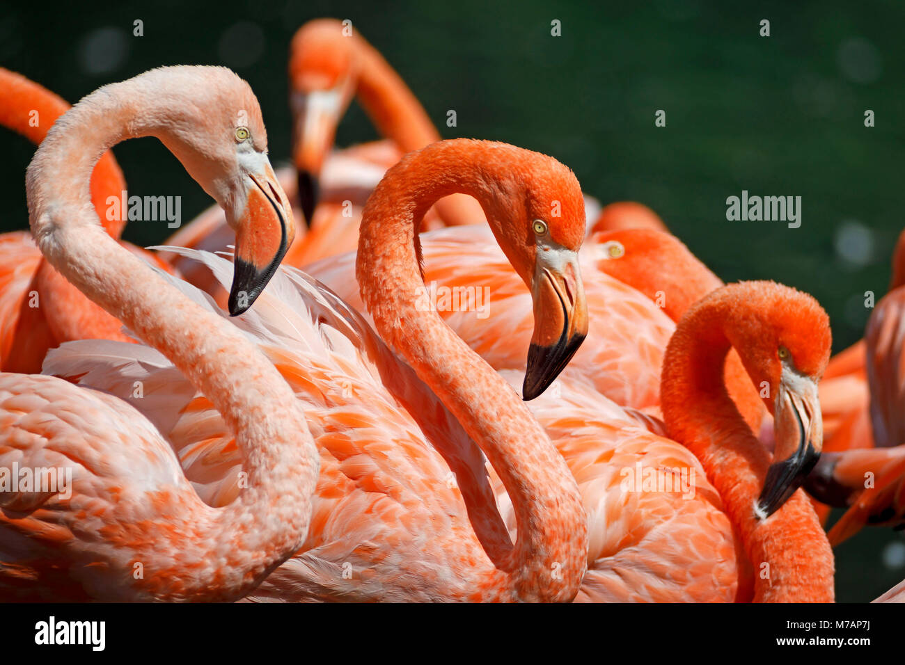 Amerikanische Flamingo (Phoenicopterus ruber), Captive, Stockfoto