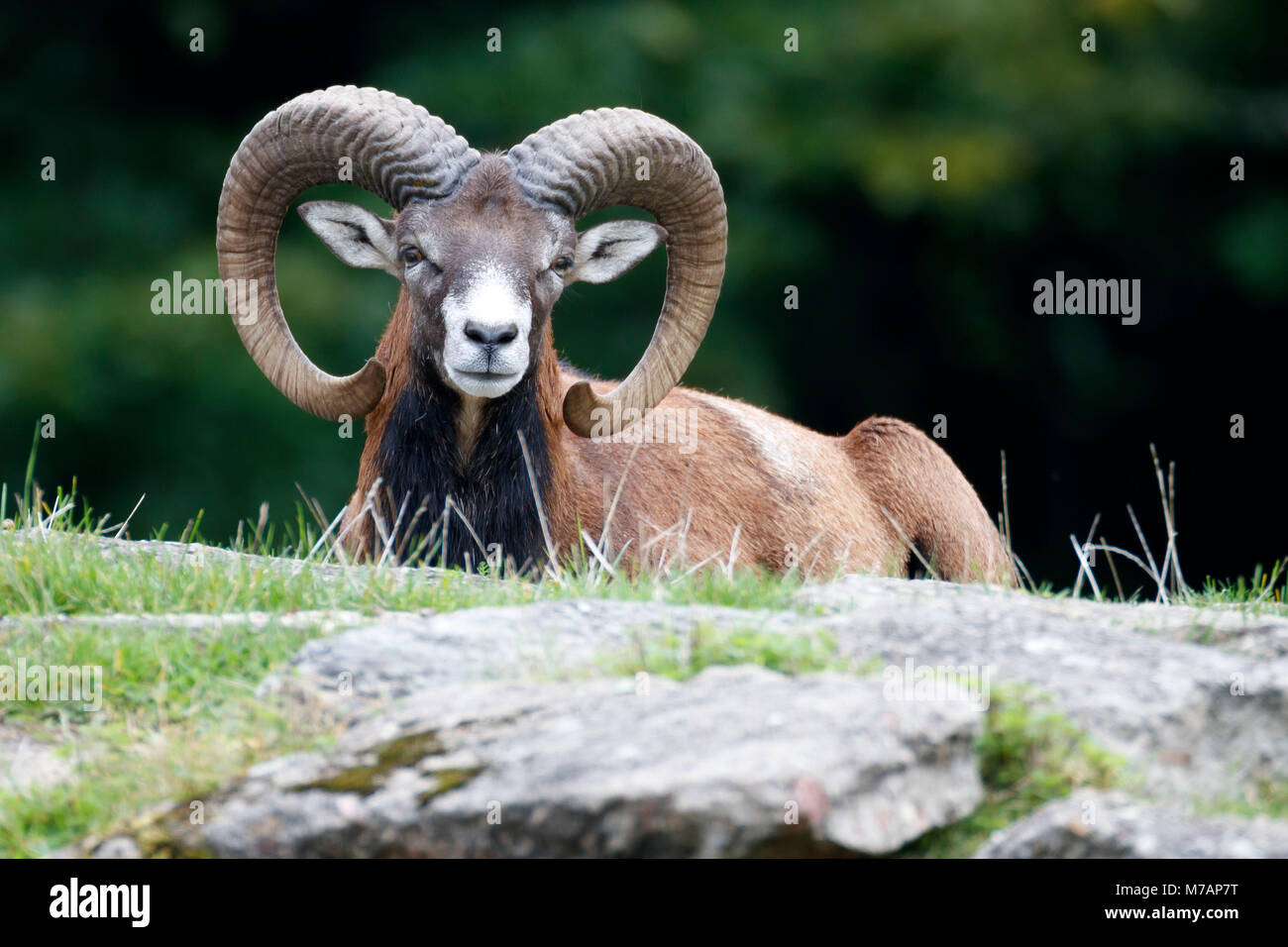 Mufflon, Buck, Ram, (Ovis ammon), Captive Stockfoto