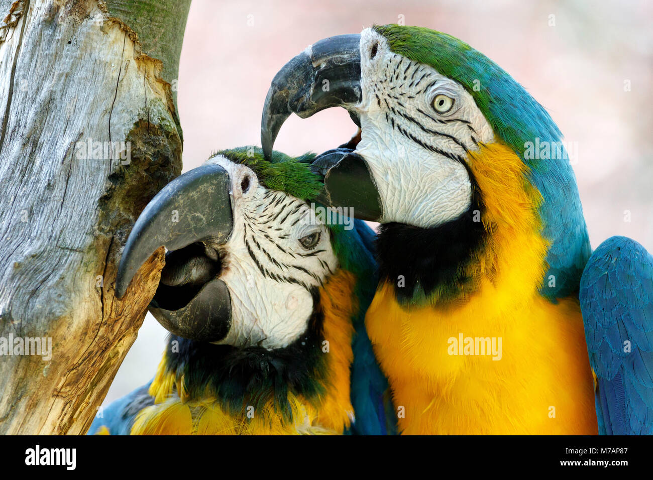 Blau und Gold macaw, (Ara ararauna), Captive, Paar, Stockfoto