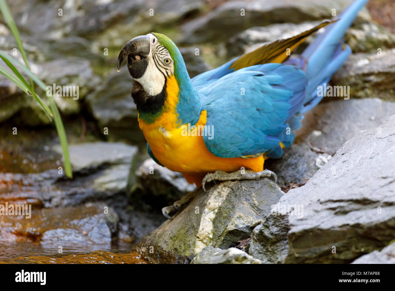 Blau und Gold macaw, (Ara ararauna), Captive Stockfoto