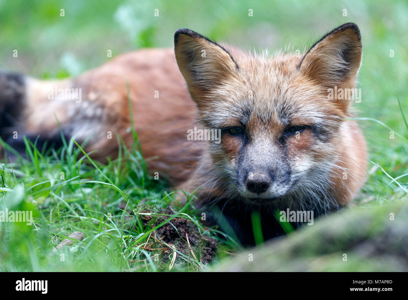 Red Fox, Fuchs (Vulpes vulpes), Captive Stockfoto