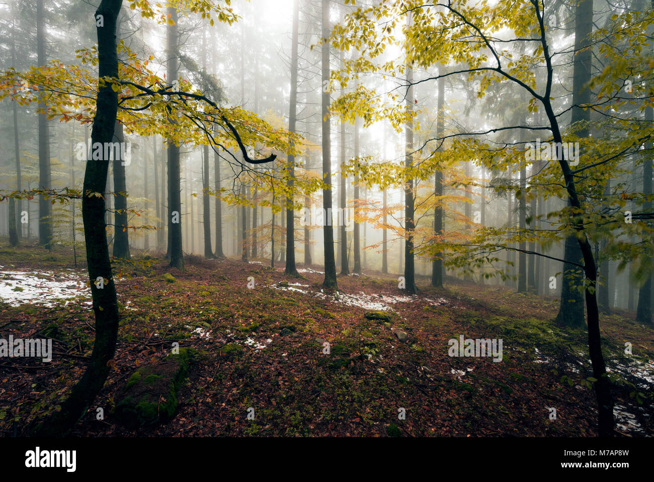 Boubin Urwald, im Deutschen "kubany "Wald in der Tschechischen Republik im Herbst Nebel Stockfoto