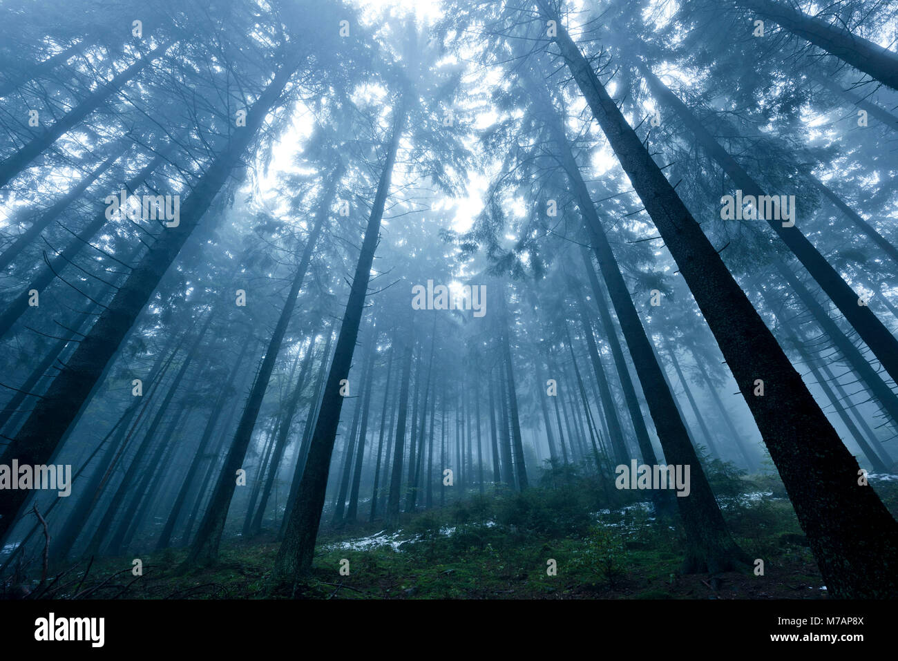 Boubin Urwald, im Deutschen "kubany "Wald in der Tschechischen Republik im Herbst Nebel Stockfoto