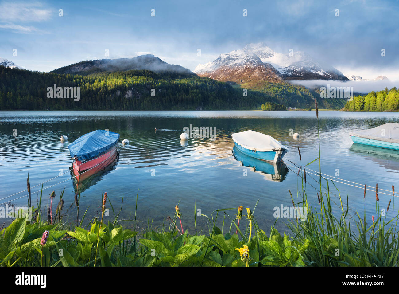 Idylle am See Sils im Engadin in der Nähe von St. Moritz, Schweizer Alpen, Boote, blaues Wasser mit Reflexion im Morgenlicht Stockfoto