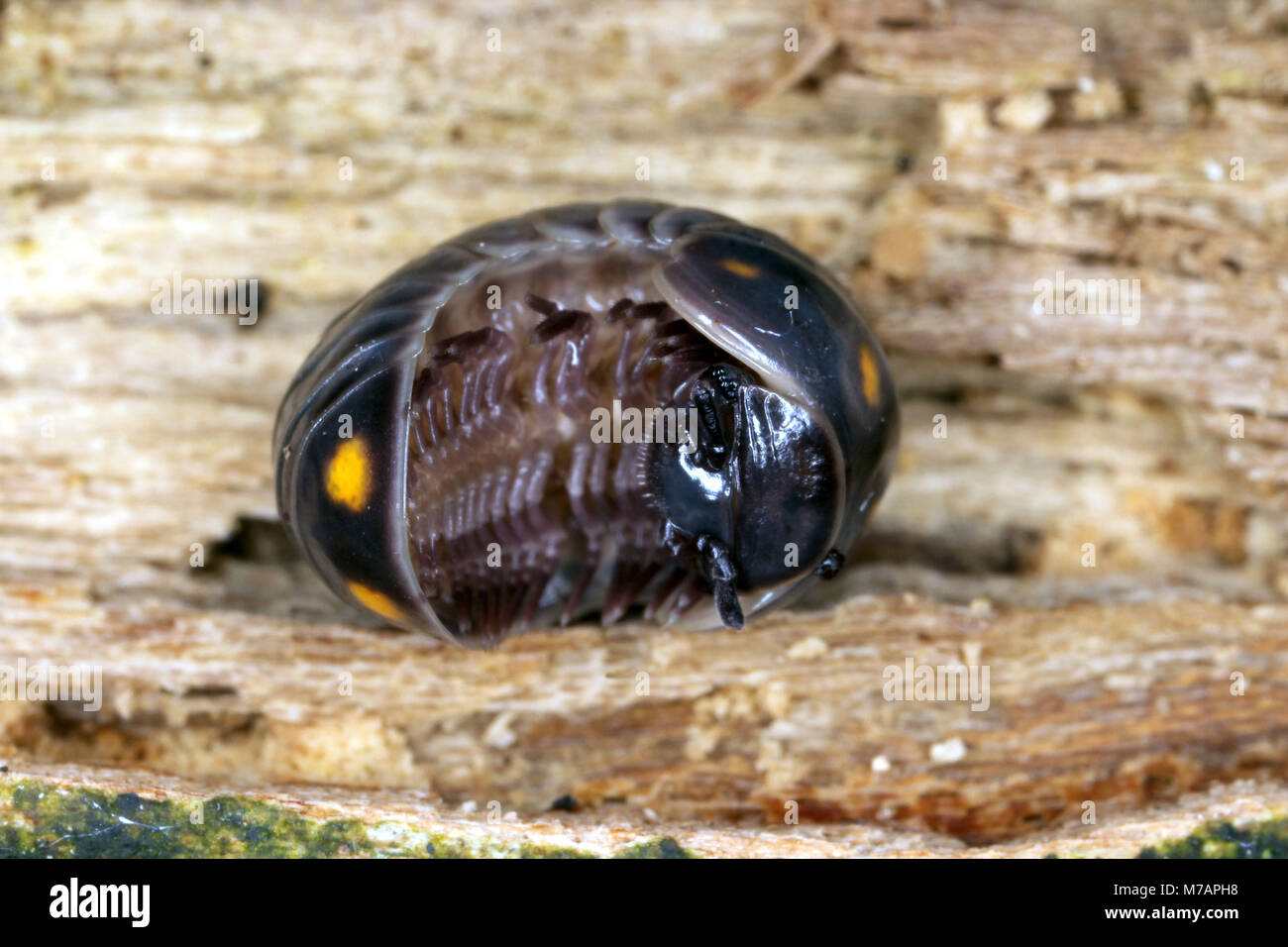 Glomeris pustulata, volvation Stockfotografie Alamy
