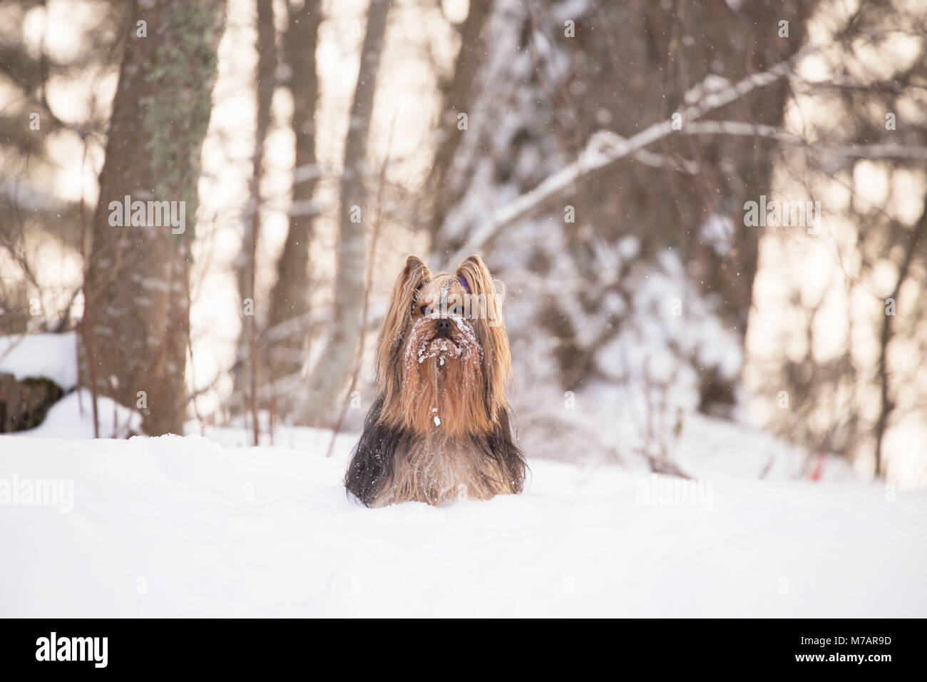 Yorkshire Terrier Portrait, Outdoor, winter Szene Stockfoto