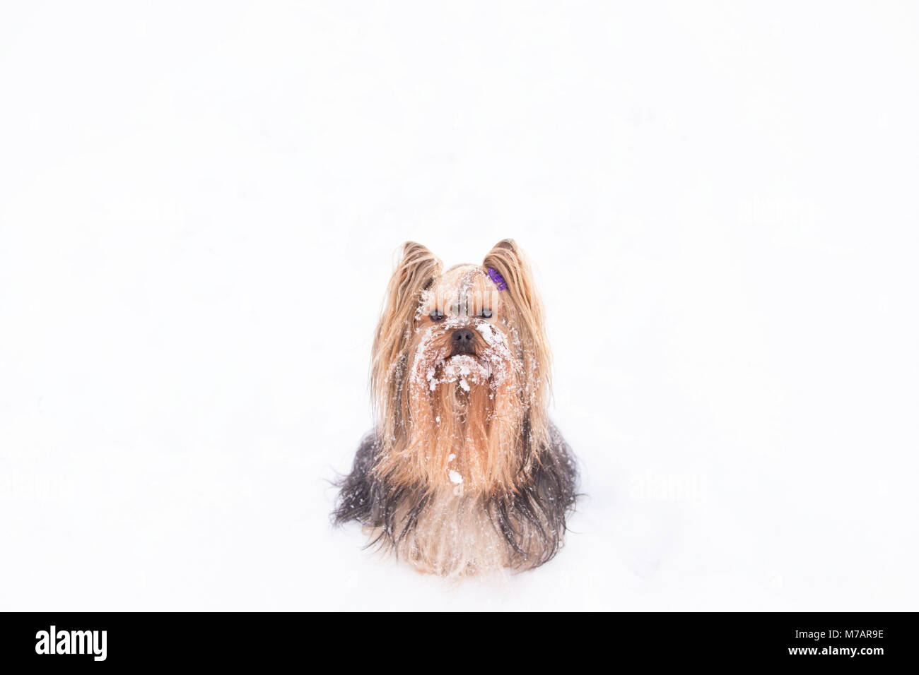 Yorkshire Terrier Portrait, Outdoor, verschneite Szene Stockfoto