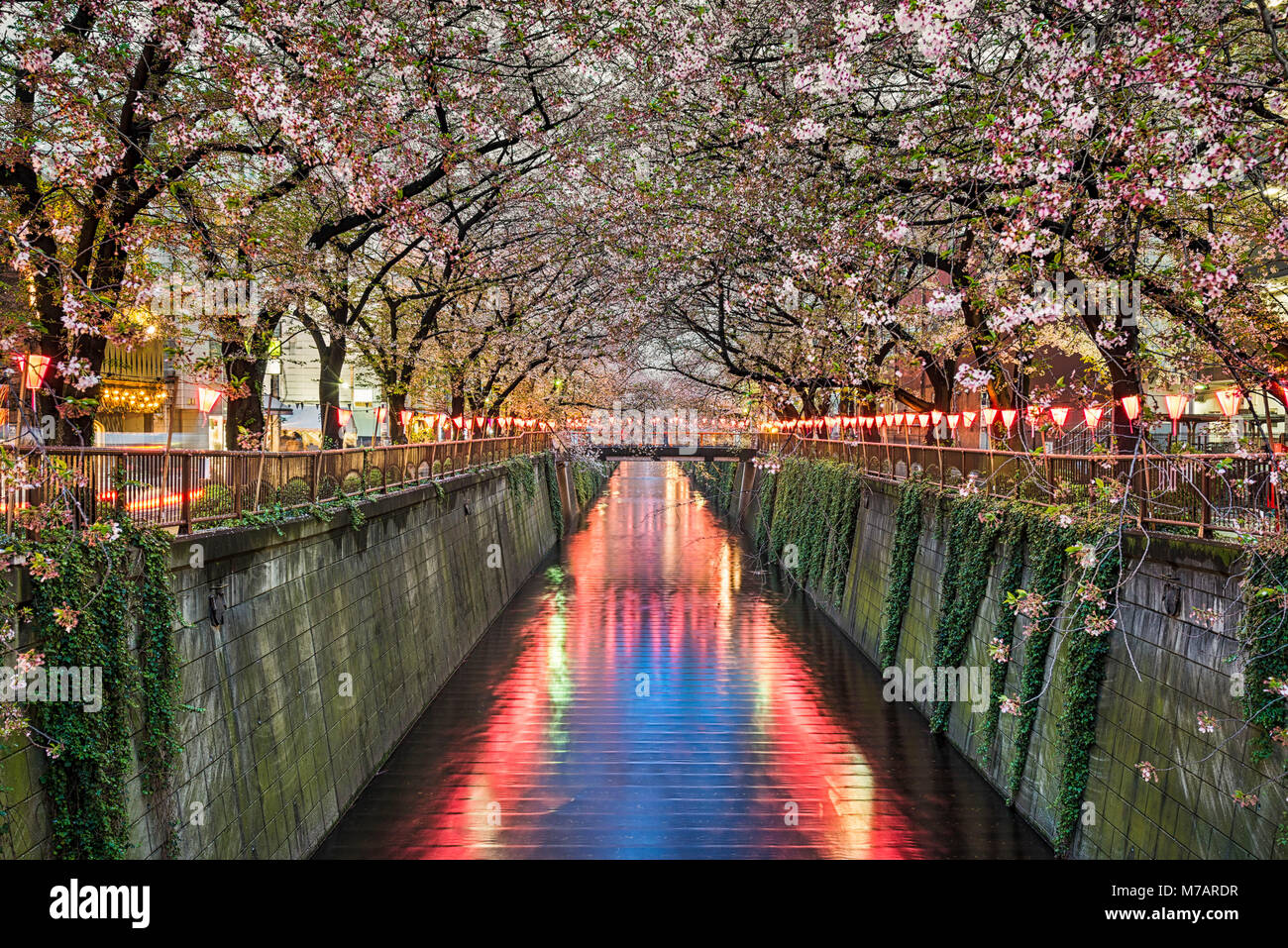 Cherry Blossom Bäume in der Nacht in Tokio, Japan. Stockfoto
