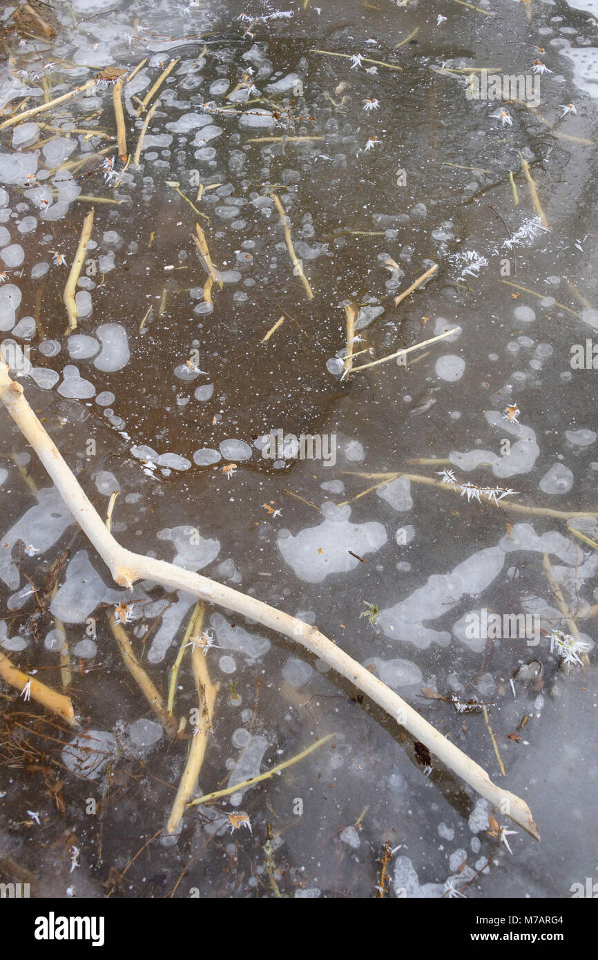 Gefrorener biberteich Fotos und Bildmaterial in hoher Auflösung Alamy