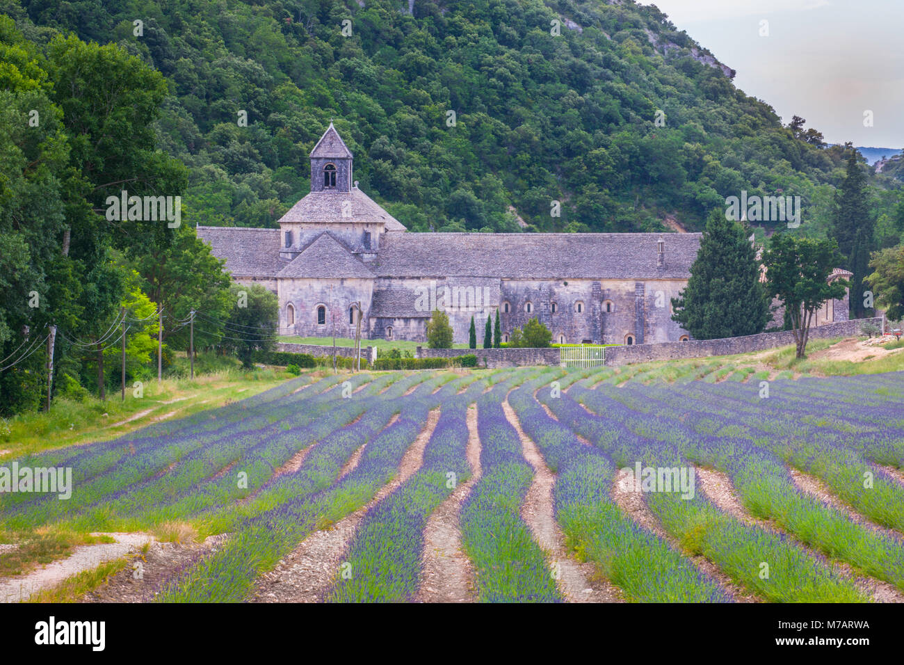 Frankreich, Provence, Gordes Stadt, Senanque Abtei, lavanda Felder Stockfoto