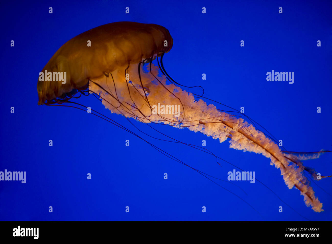 Nahaufnahme von einer Qualle (Chironex Fleckeri) in einem Aquarium, Monterey Bay Aquarium, Monterey, Kalifornien, USA Stockfoto