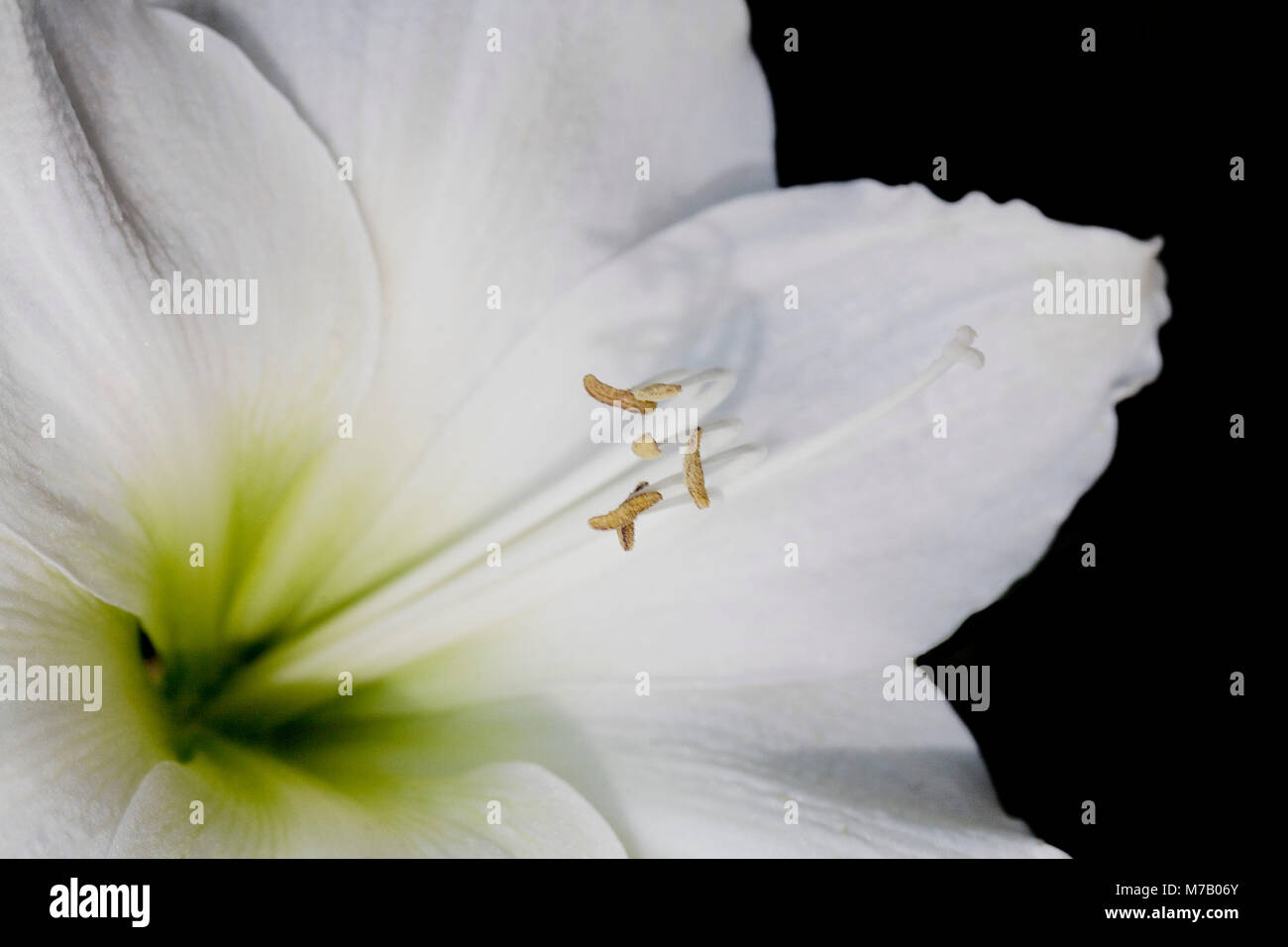 Close-up eine weiße Lilie Blume Stockfoto