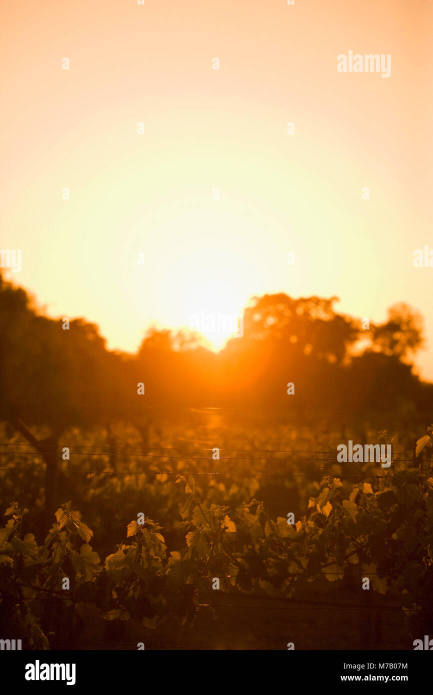 Weinberg in der Morgendämmerung, Napa Valley, Kalifornien, USA Stockfoto