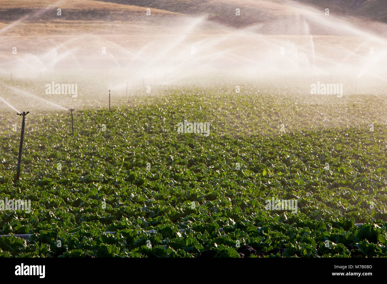 Landwirtschaftliche Sprinkler in einem Feld, Kalifornien, USA Stockfoto