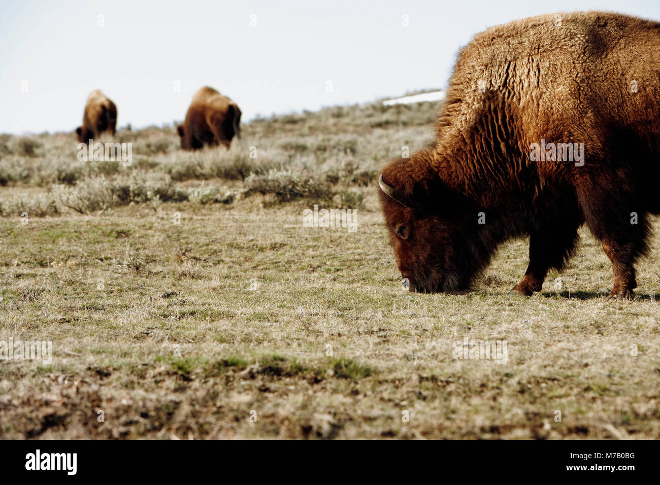 Amerikanische Bisons (Bison Bison) Weiden in einem Wald, Yellowstone-Nationalpark, Wyoming, USA Stockfoto