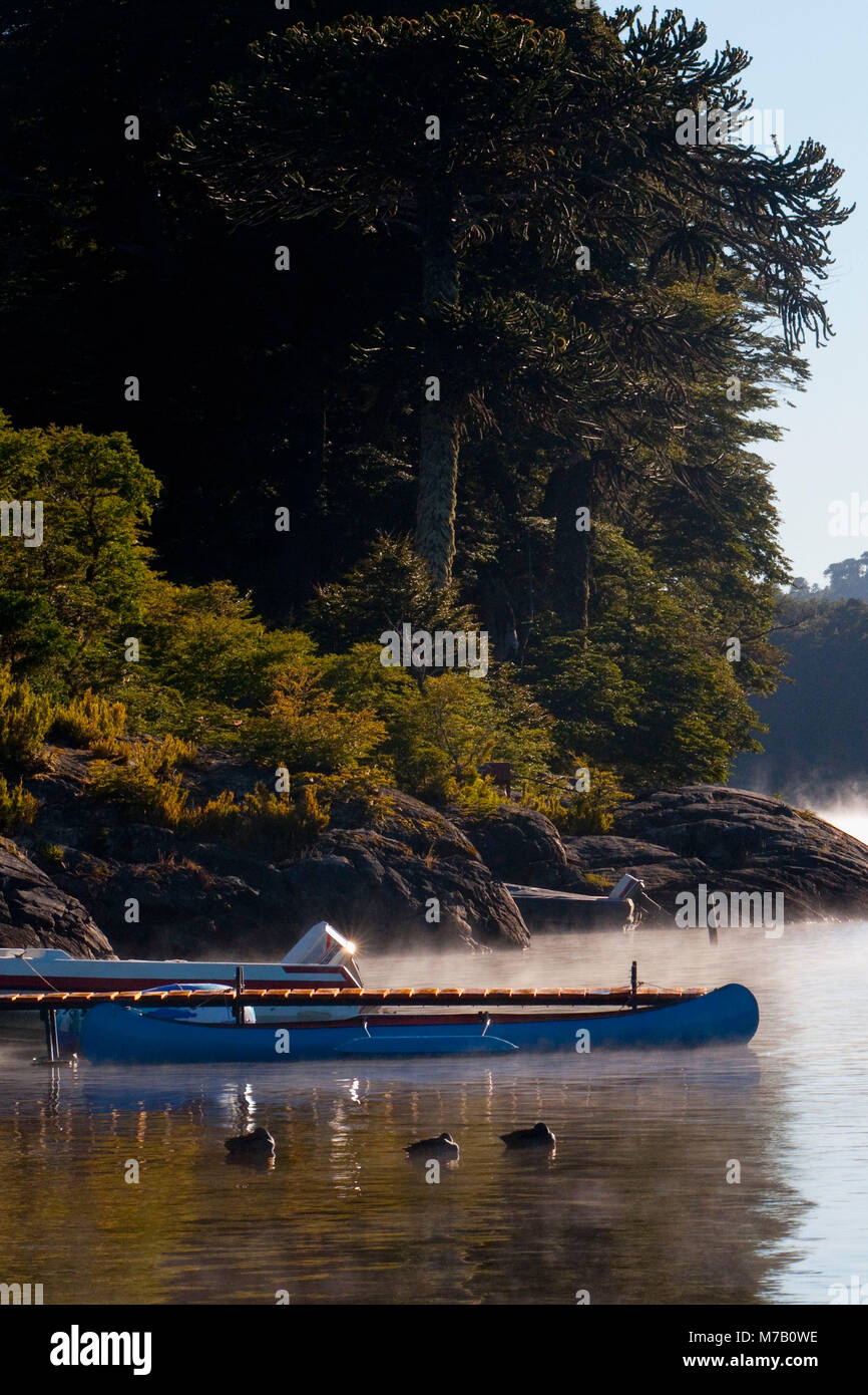 Enten und Schwalben in einem See, moquehue See, Cordillera de los Andes, Provinz Neuquen, Argentinien Stockfoto