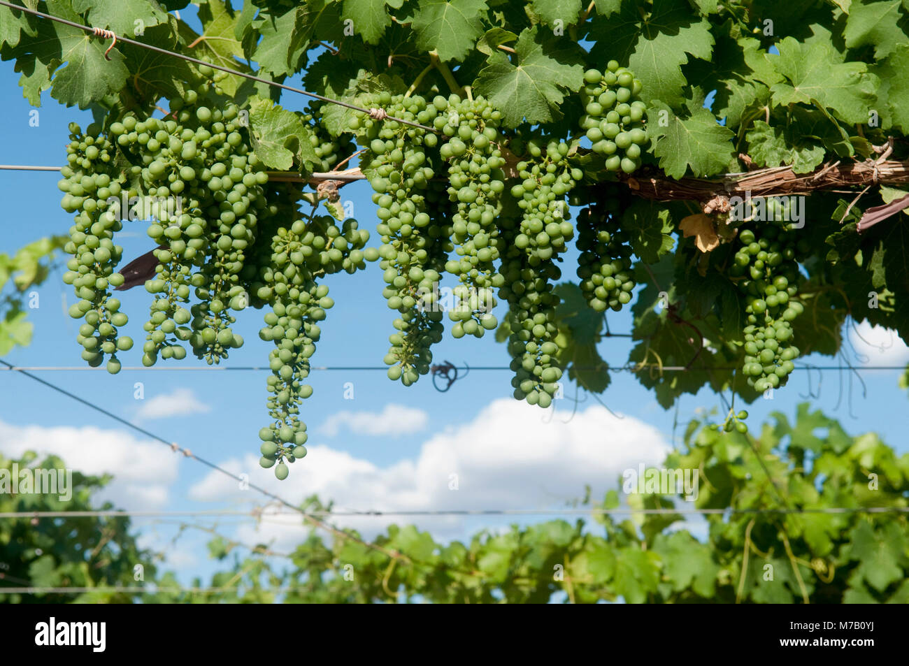 Trauben hängen von einem Weinstock, Fatima Tal, Chilecito, La Rioja Provinz, Argentinien Stockfoto