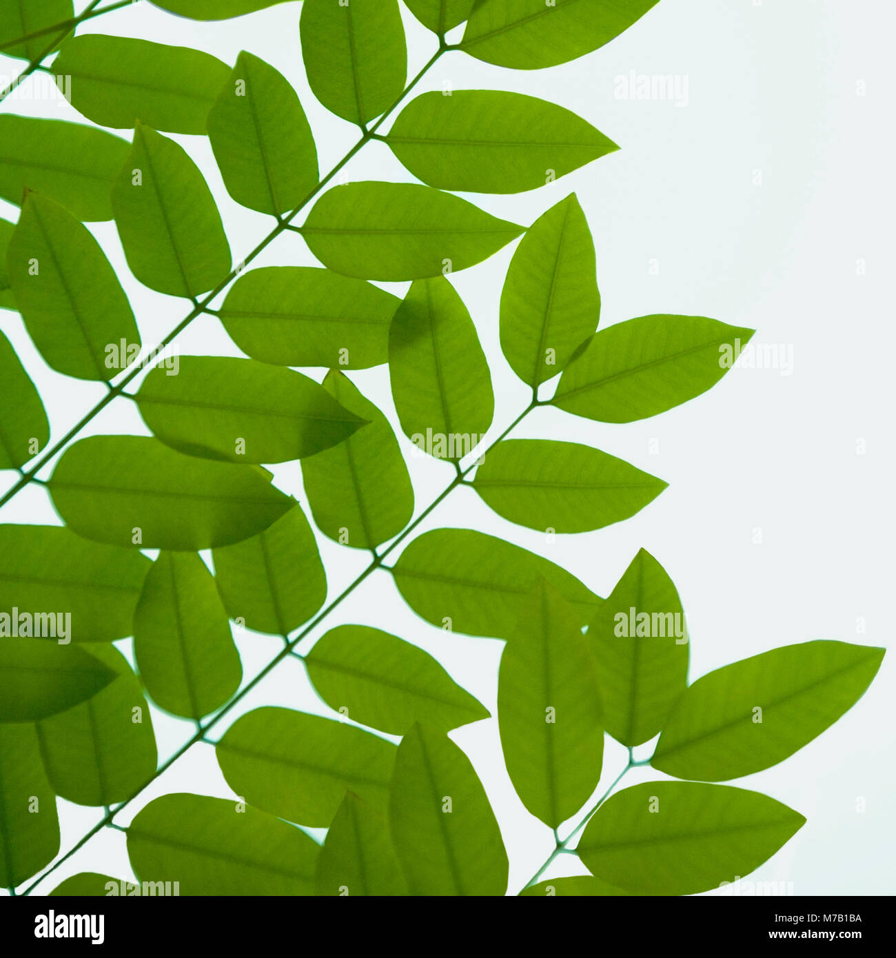 Nahaufnahme von grünen Blättern Stockfoto