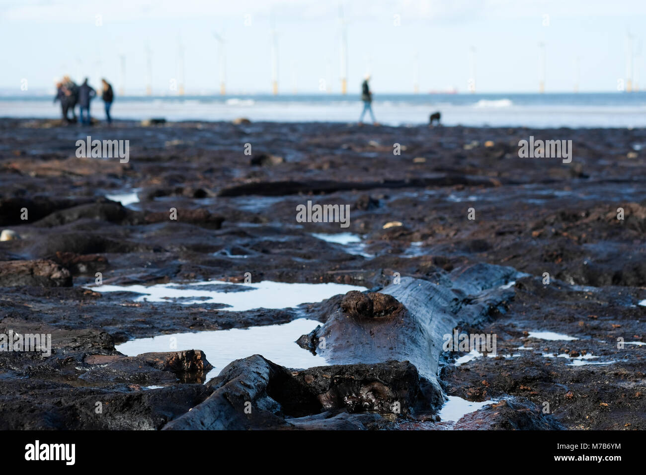 Prähistorische versteinerter Wald ausgegraben am Strand Redcar, Großbritannien, durch Sturm Emma zieht Hunderte von Besuchern die versteinerten Bäume und Schiffbruch zu sehen Stockfoto