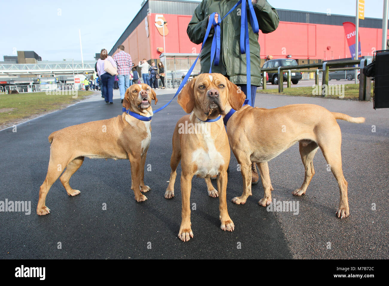 Hunde mit ihren Besitzern Ankommen auf der Crufts 2018 Stockfoto