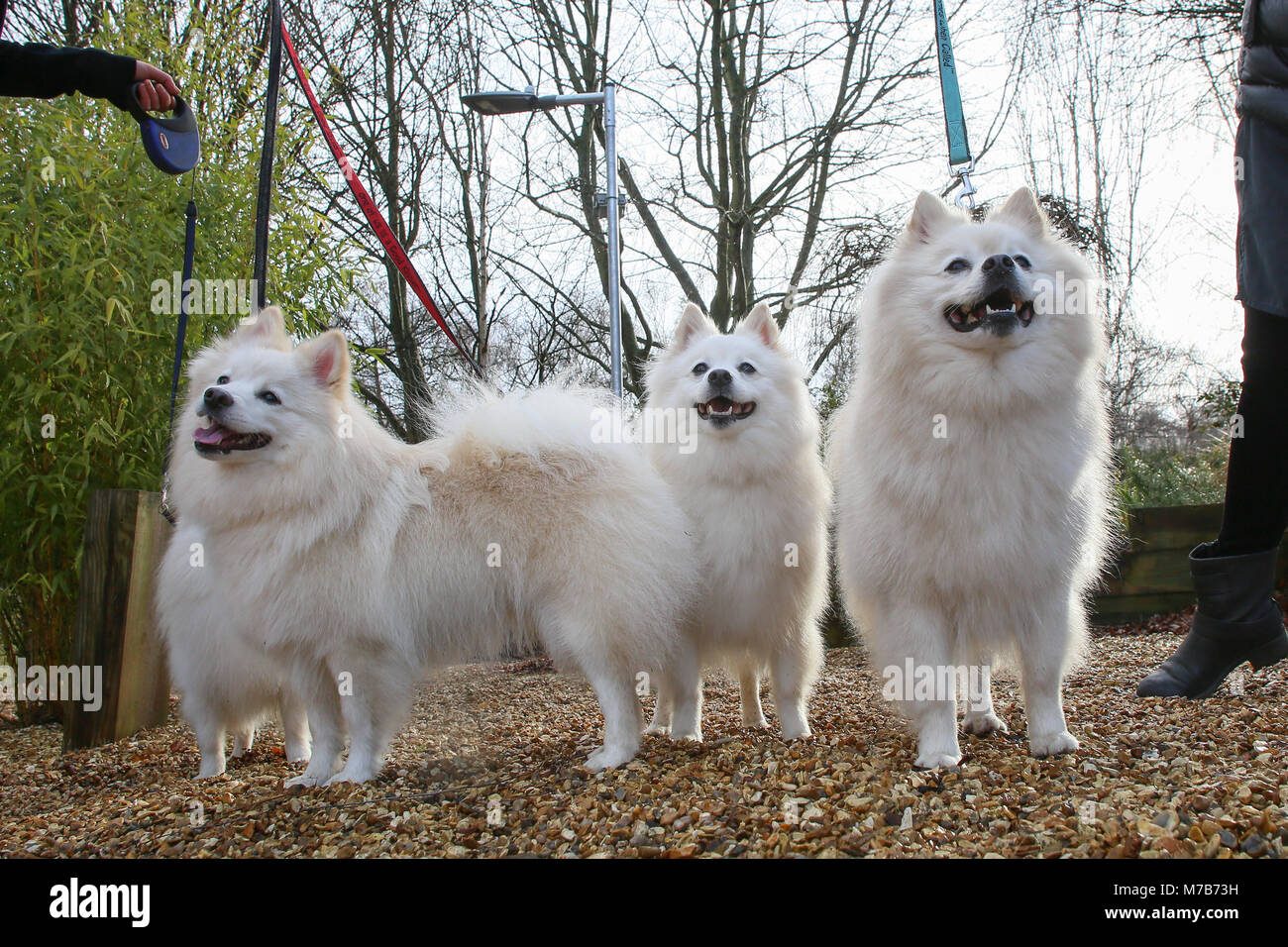 Hunde mit ihren Besitzern Ankommen auf der Crufts 2018 Stockfoto
