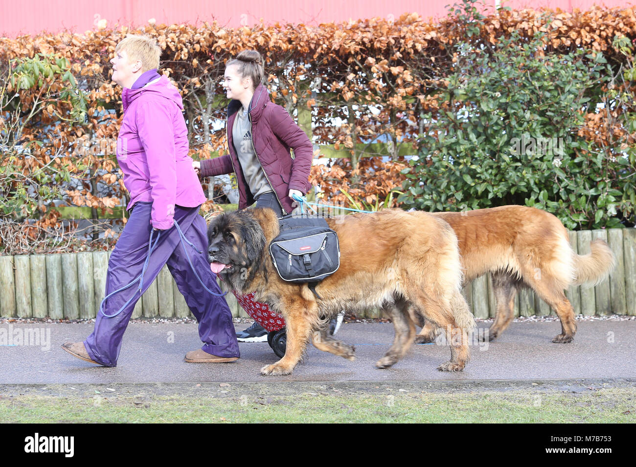 Hunde mit ihren Besitzern Ankommen auf der Crufts 2018 Stockfoto