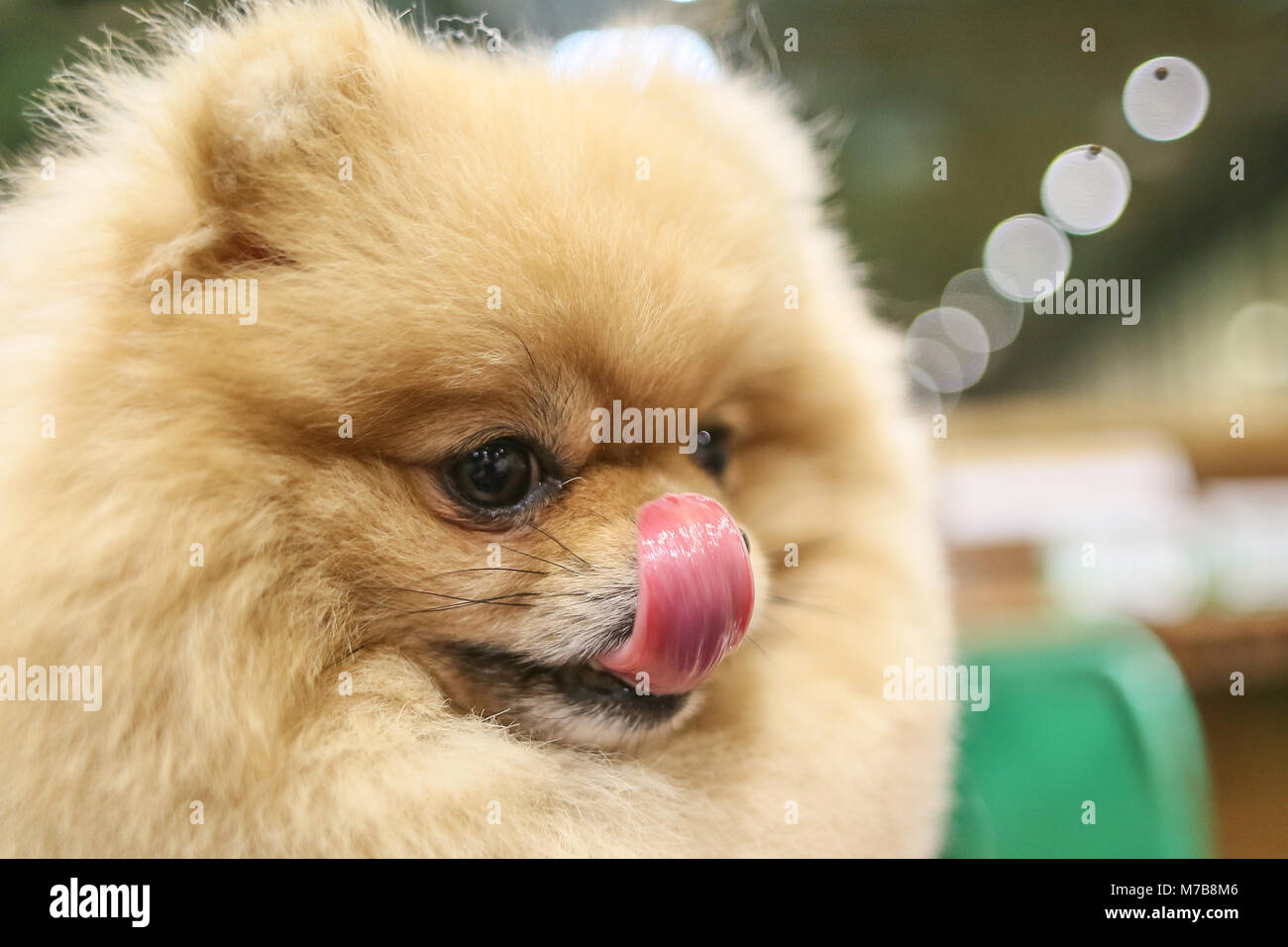Pomeranian Hund auf der Crufts UK Stockfoto