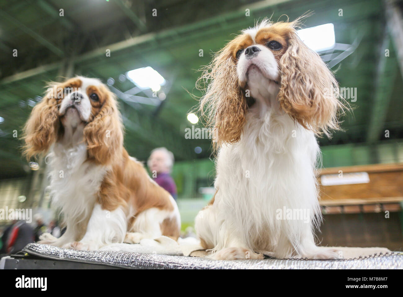 Ein paar der Cavalier King Charles Spaniel an Tag drei der Crufts UK Stockfoto