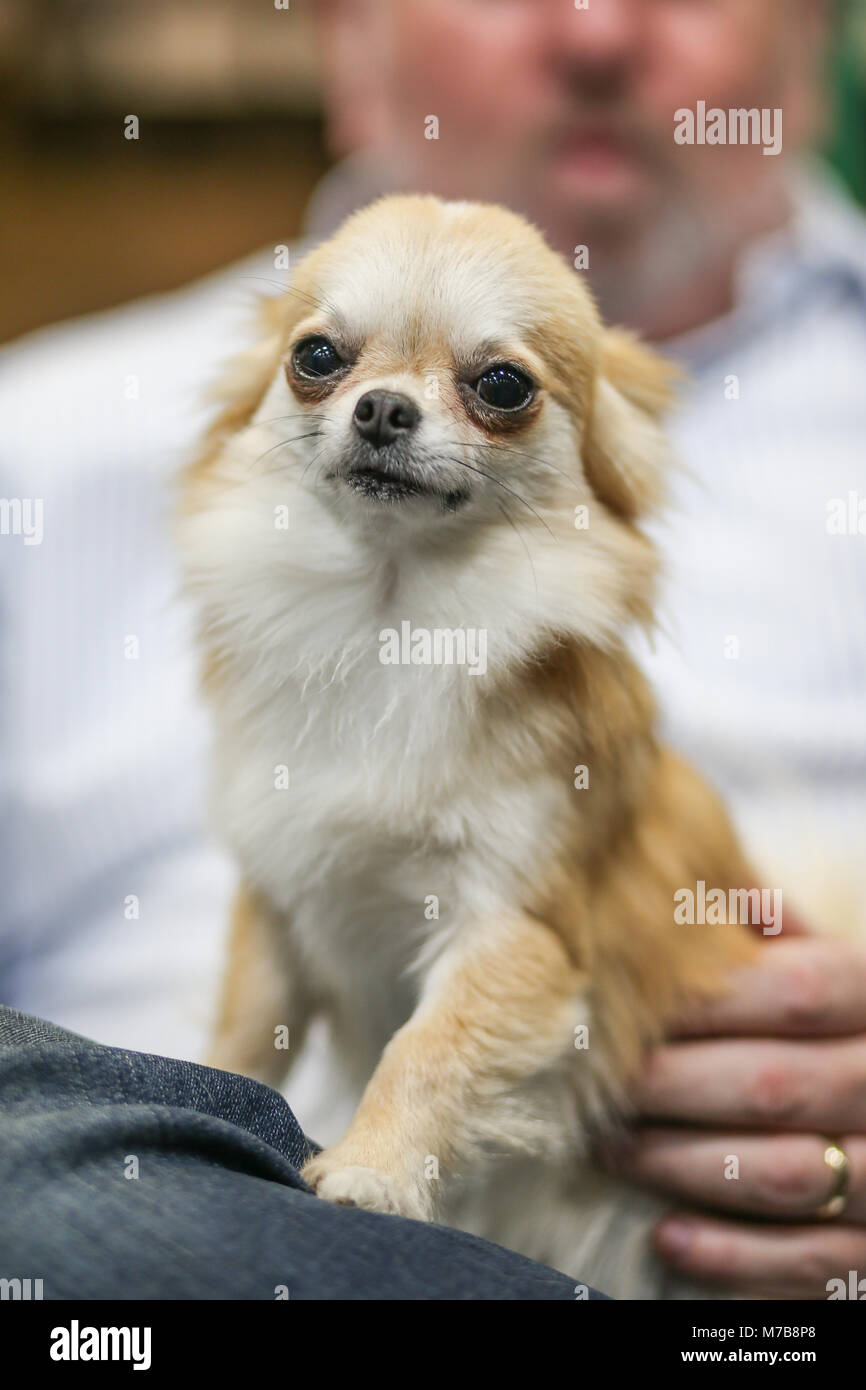 Chihuahua an Tag drei der Crufts UK Stockfoto