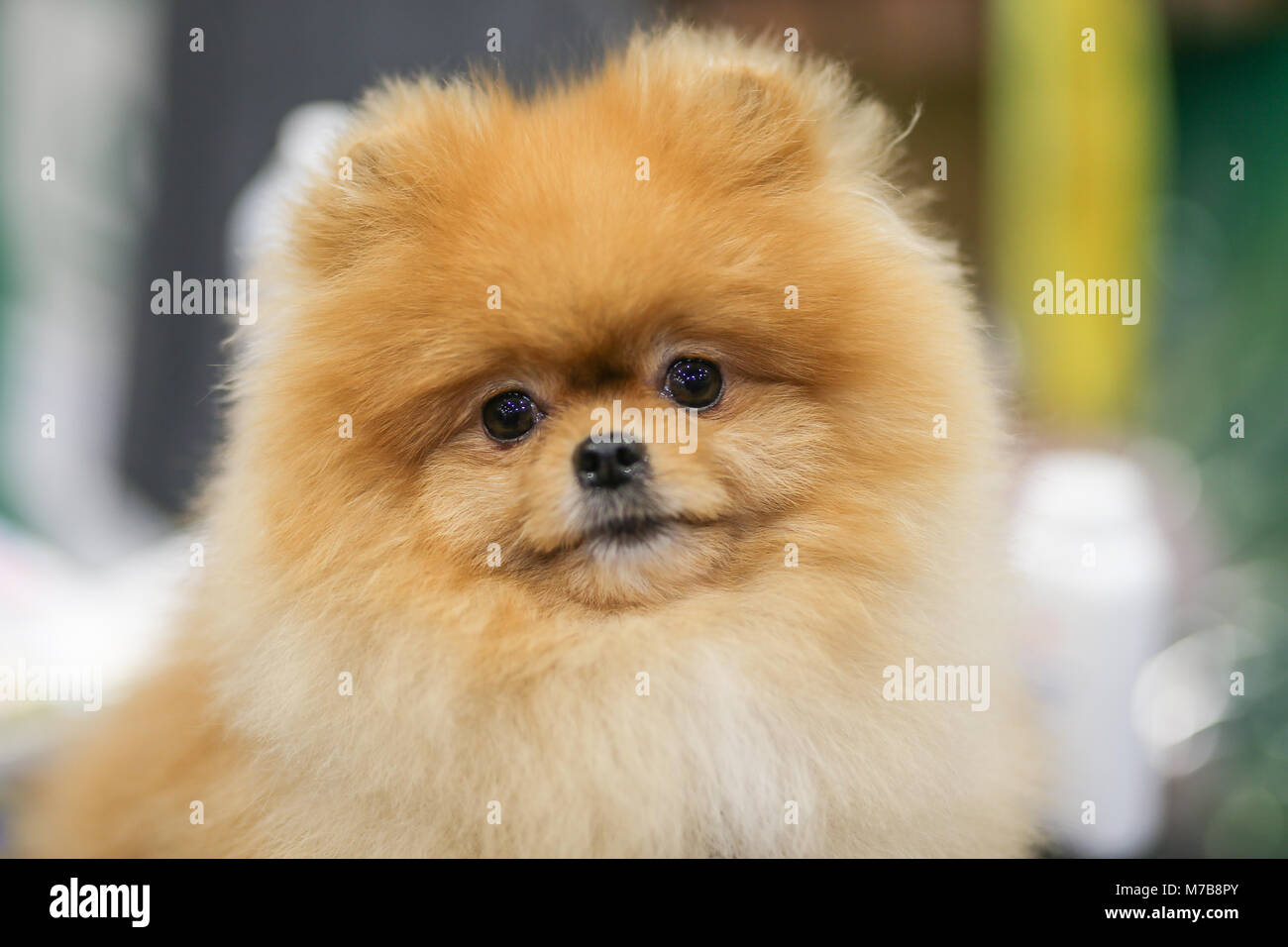 Pomeranian an Tag drei der Crufts UK Stockfoto