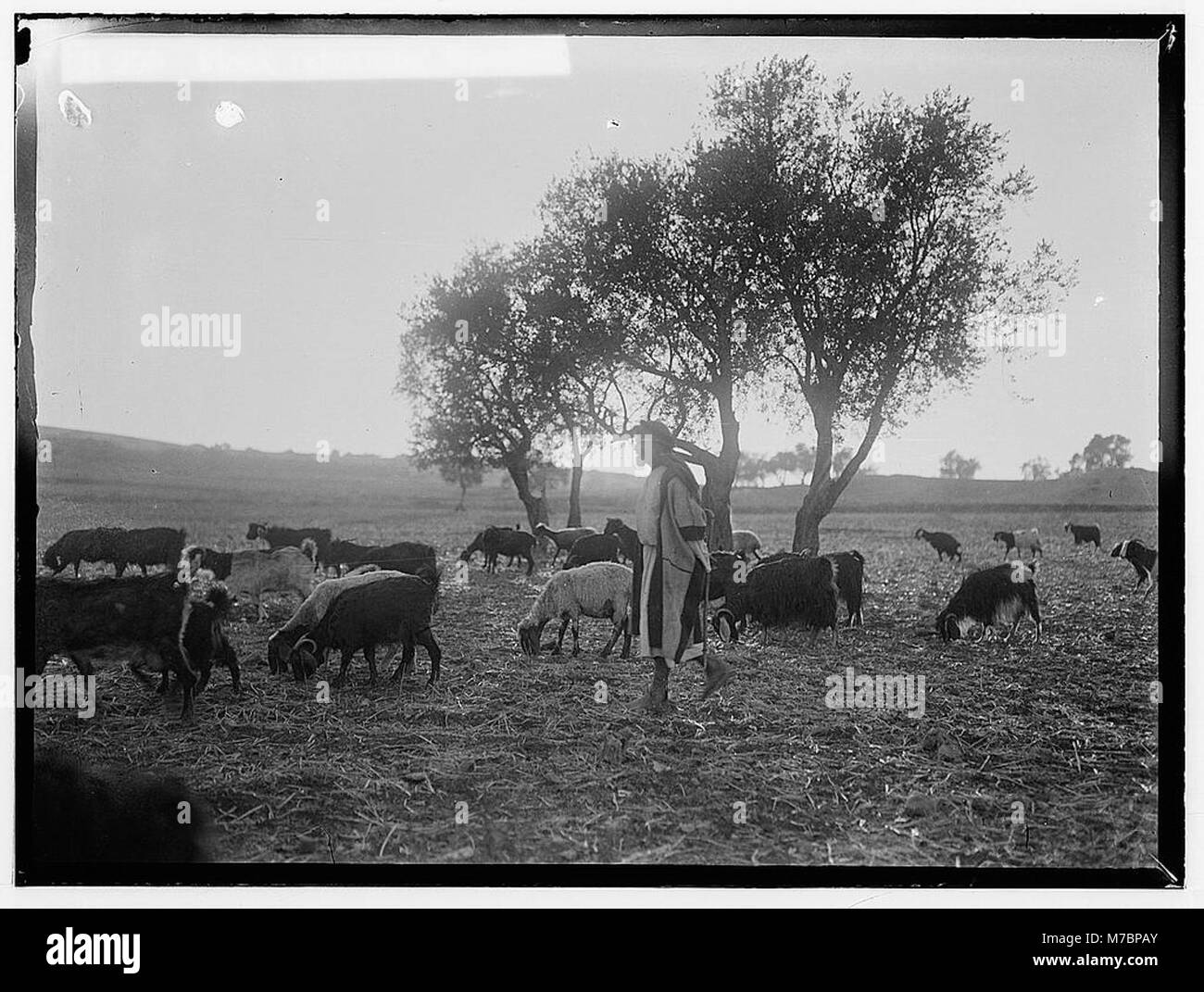 Eine lebendige Szene, in der eine Herde nach Hause zurückkehrt, mit verschiedenen Kostümen und Charakteren, die die kulturellen und künstlerischen Elemente dieser Zeit widerspiegeln. Stockfoto