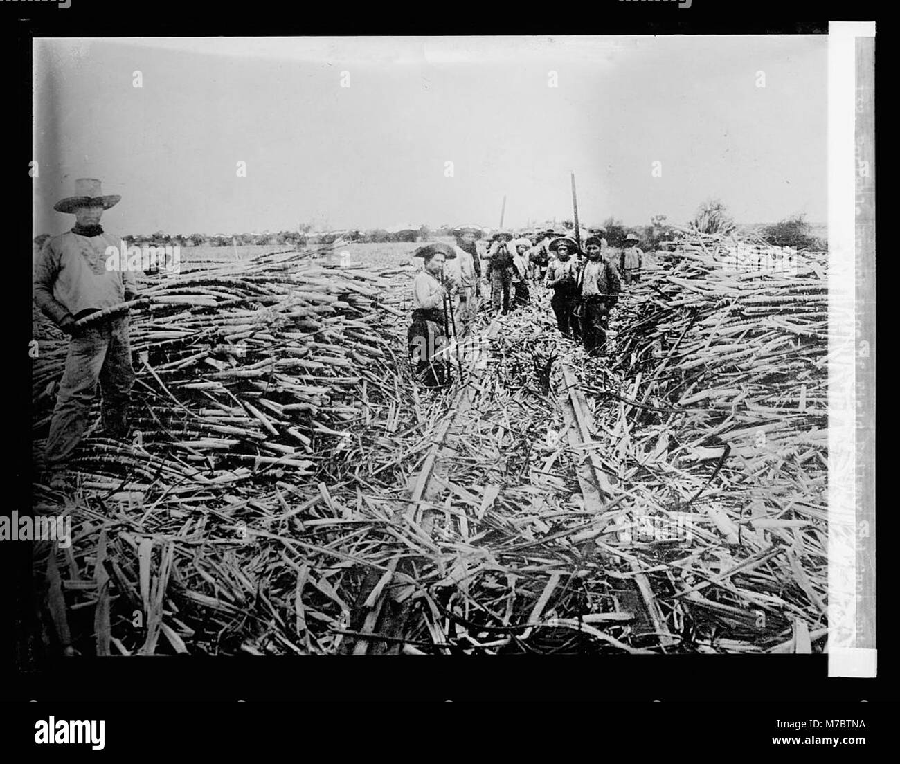 Das Bild zeigt eine tragbare Nebenlinie einer Feldbahn in Peru, mit einem Rohrschneider in Aktion, der landwirtschaftliche Transportpraktiken hervorhebt. Stockfoto