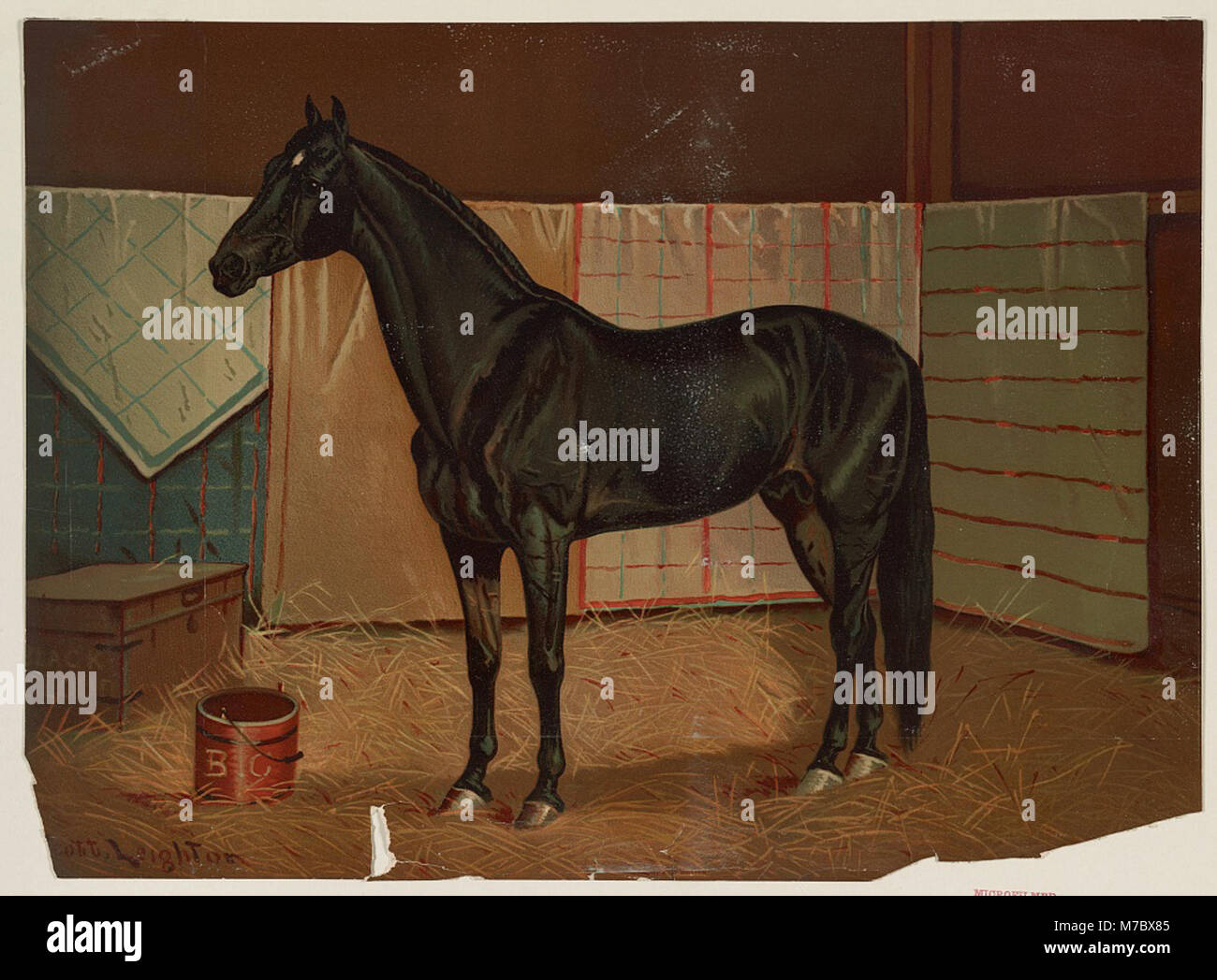 Schwarze Wolke, ein Pferd im Stall) - Scott Leighton LCCN 95505018 Stockfoto