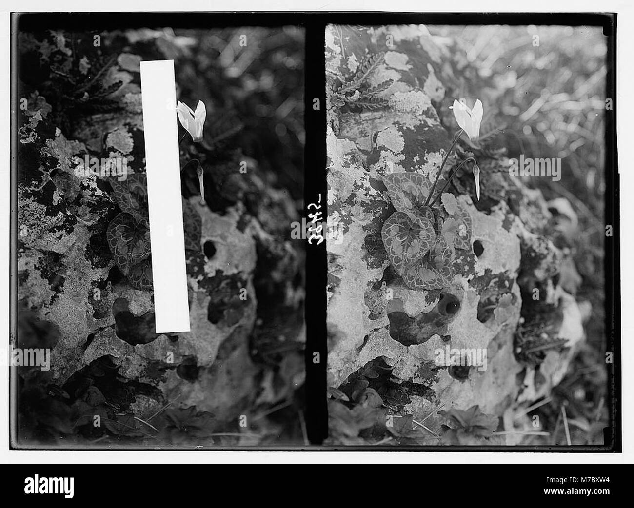 Cyclamen-Pflanzen, bekannt für ihre attraktiven Blumen und charakteristischen Blattmuster, werden hier mit einem Schwerpunkt auf den einzigartigen Markierungen und Formen ihres Laubs dargestellt, die landwirtschaftliche und botanische Schönheit widerspiegeln. Stockfoto