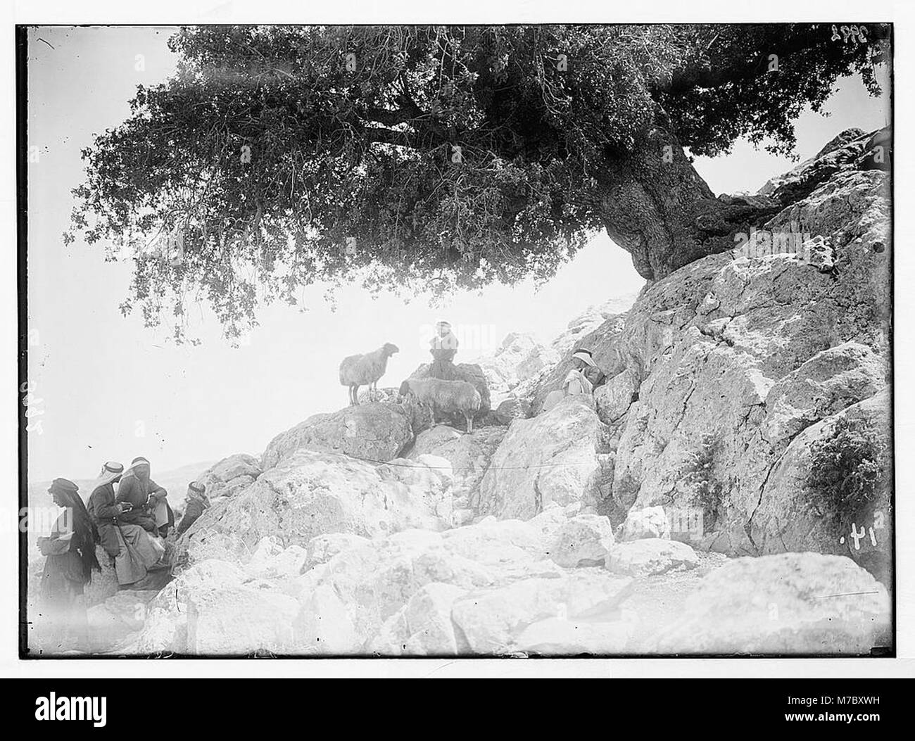 Landwirtschaft usw. Hirte Szenen. Die gegenseitige Wahrnehmung der pastoralen Tune. Silhouette von Hirten und Schafen unter einem riesigen Eiche in Ain Samieh matpc 02979 Loc. Stockfoto