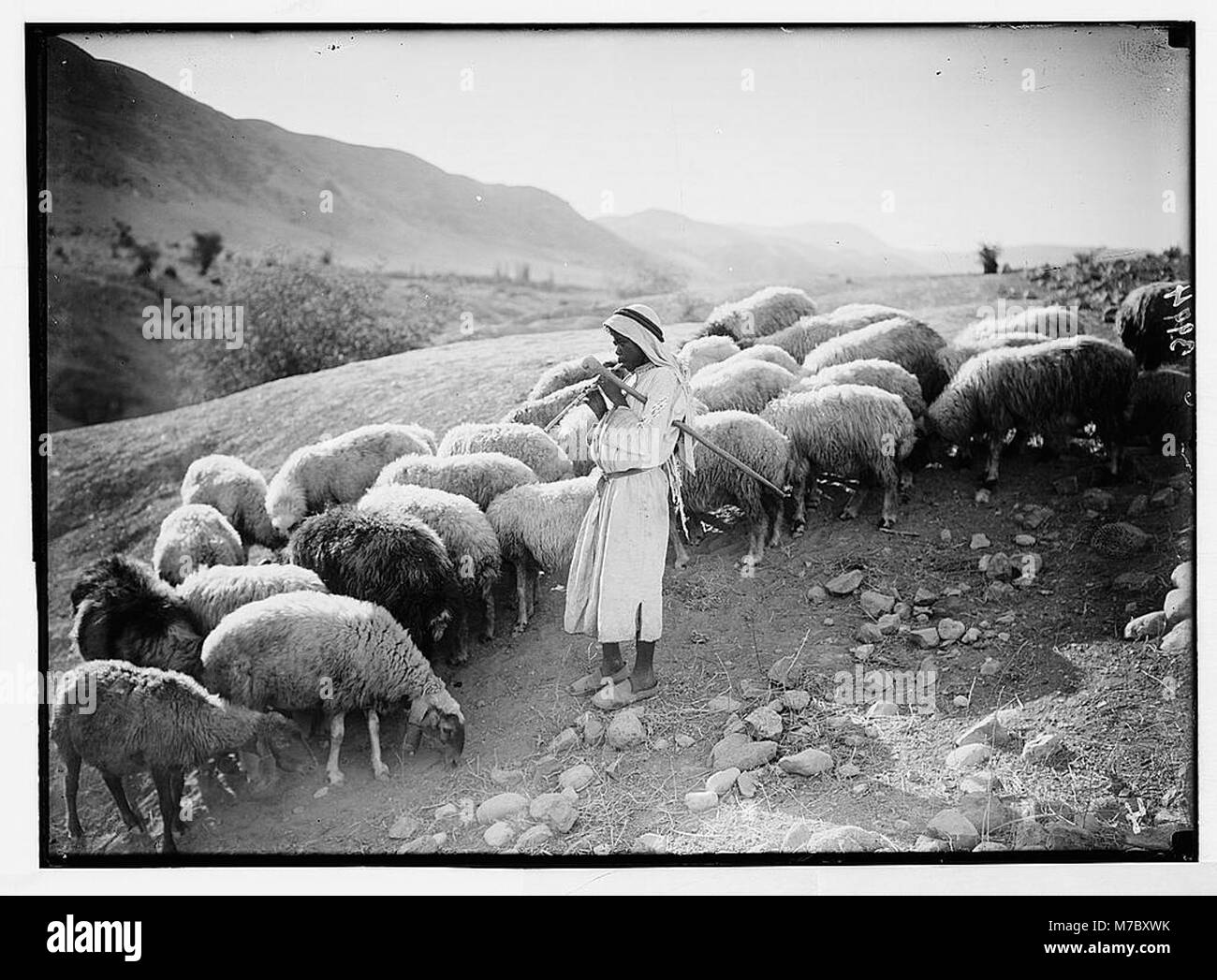 Landwirtschaft usw. Hirte Szenen. Pastorale Szene im Jordantal. Hirtenjunge spielen, um seine Schafe LOC 02981 matpc. Stockfoto