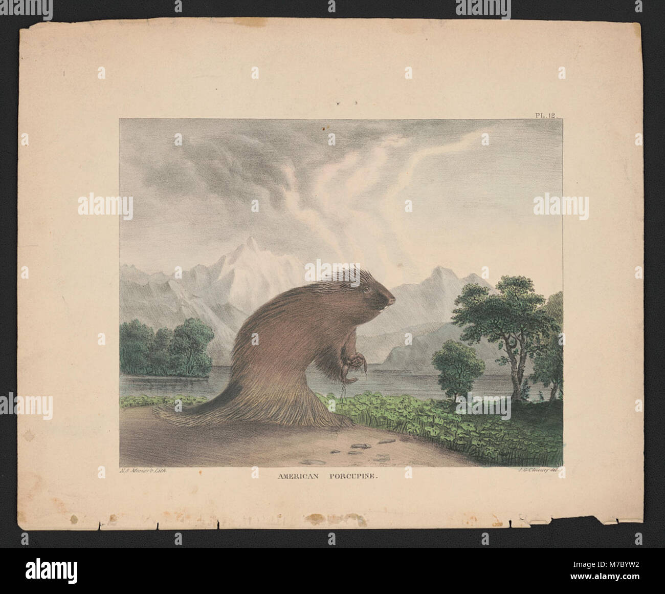 Eine Lithografie mit einem amerikanischen Stachelschwein, die die einzigartigen Merkmale des Tieres in einer detaillierten künstlerischen Darstellung zeigt. Stockfoto