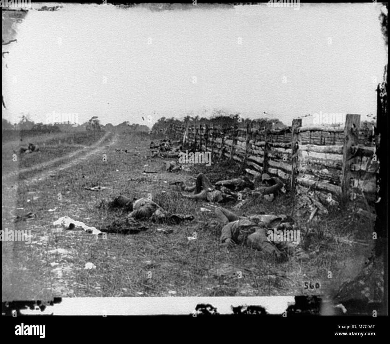 Ein Foto aus der Schlacht von Antietam, Maryland, zeigt getötete Soldaten der Konföderierten, die an einem Zaun entlang der Hagerstown Road liegen und die Folgen der Schlacht dokumentieren. Stockfoto