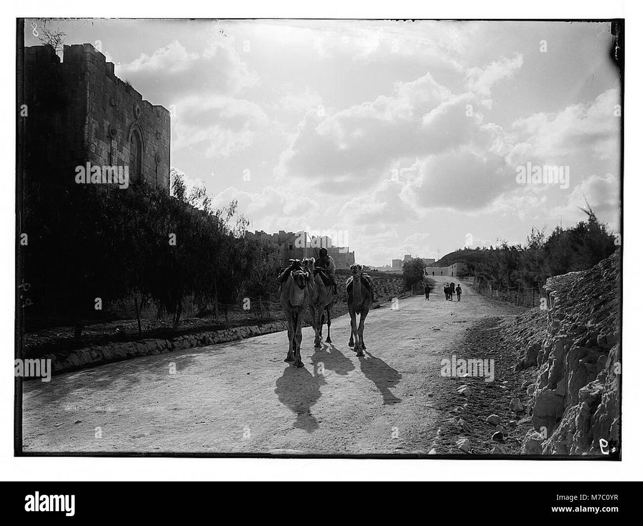 Rund um die Stadtmauer (Jerusalem). Gordon's Leidensweg und der Nordwand. Beduinen Kamele im Vordergrund LOC 02521 matpc. Stockfoto