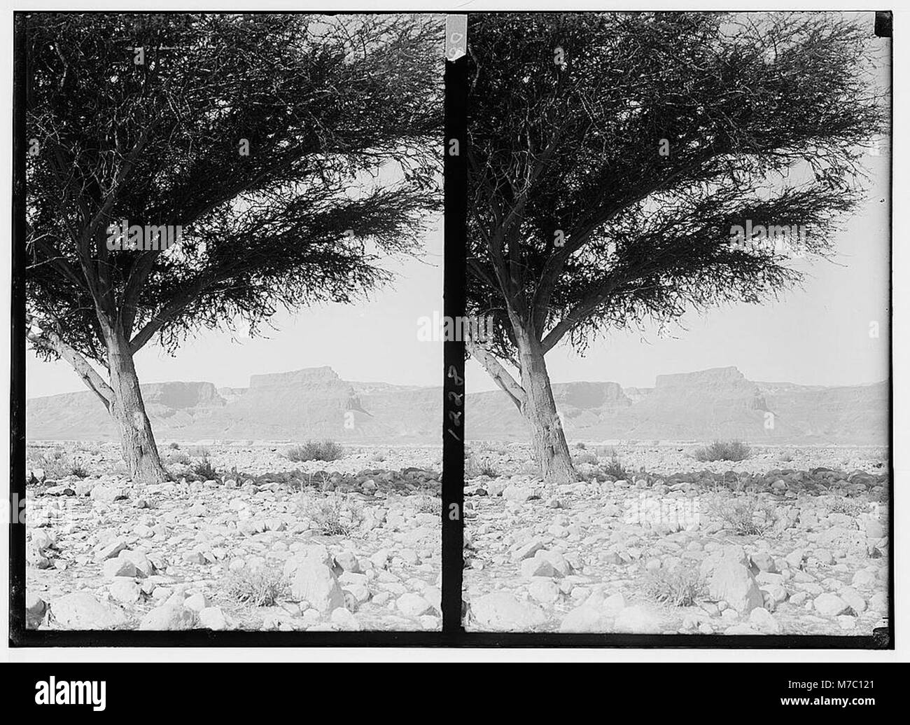 Dieses Bild zeigt Masada, die antike Festung nahe dem Toten Meer, von Osten aus gesehen. Die Stätte ist berühmt für ihre historische Bedeutung während der jüdisch-römischen Kriege und bietet einen dramatischen Blick auf die Wüstenlandschaft. Stockfoto