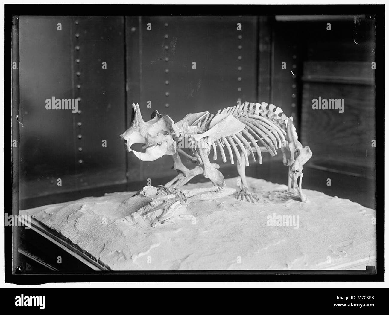 Ein Foto eines Dinosaurierskeletts, das die fossilen Überreste zeigt. Das Bild erfasst die wissenschaftliche und pädagogische Bedeutung von Dinosaurierausstellungen in Museen. Stockfoto