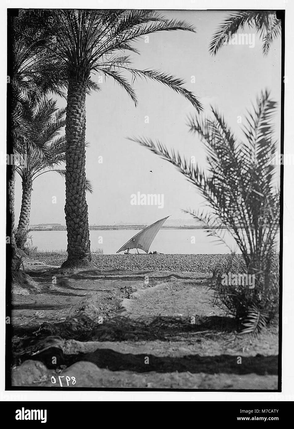 Eine malerische Szene, die den Nil südlich von Kairo darstellt und die üppigen Palmen am Ufer zeigt. Dieses Bild zeigt die natürliche Schönheit und Bedeutung des Nils für das ägyptische Leben und die Landschaft. Stockfoto