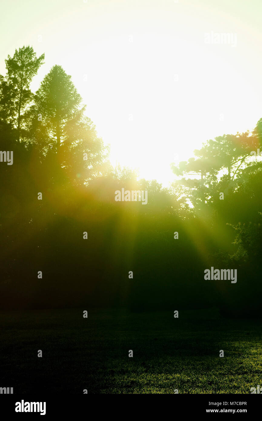 Low Angle Blick auf die Bäume bei Sonnenaufgang Stockfoto